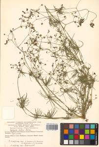 Spergula arvensis subsp. sativa (Boenn.) Celak., Сибирь, Чукотка и Камчатка (S7) (Россия)