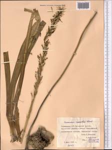 Eremurus roseolus Vved., Средняя Азия и Казахстан, Памир и Памиро-Алай (M2) (Таджикистан)