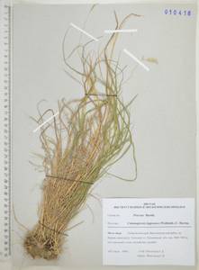 Вейник лапландский (Wahlenb.) Hartm., Сибирь, Дальний Восток (S6) (Россия)