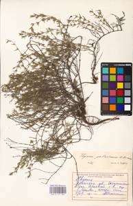 MHA 0 157 362, Тимьян Палласа, Чабрец Палласа Heinr.Braun, Восточная Европа, Южно-Украинский район (E12) (Украина)