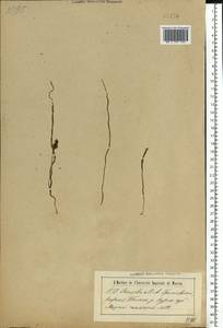 Мышиный гиацинт незамеченный Guss. ex Ten., Восточная Европа, Центральный лесостепной район (E6) (Россия)