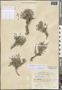 Caroxylon passerinum (Bunge) Akhani & Roalson, Зарубежная Азия (ASIA) (КНР)