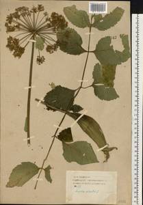 Дудник лесной L., Восточная Европа, Западный район (E3) (Россия)