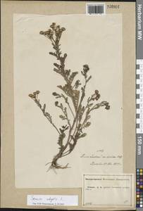 Крестовник обыкновенный L., Восточная Европа, Центральный лесостепной район (E6) (Россия)