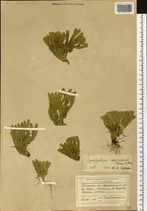 Huperzia selago subsp. appressa (La Pylaie ex Desv.) D. Löve, Сибирь, Прибайкалье и Забайкалье (S4) (Россия)