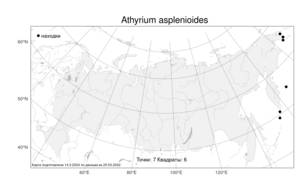 Athyrium asplenioides (Michx.) Desv., Атлас флоры России (FLORUS) (Россия)