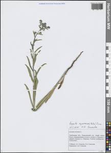 Липучка растопыренная (Retz.) Dumort., Восточная Европа, Центральный лесостепной район (E6) (Россия)