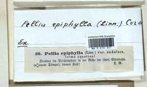 Pellia epiphylla (L.) Corda, Гербарий мохообразных, Мхи - Западная Европа (BEu) (Германия)