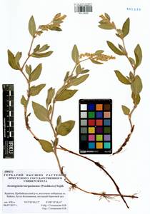 Koenigia bargusinensis (Peschkova), Сибирь, Прибайкалье и Забайкалье (S4) (Россия)