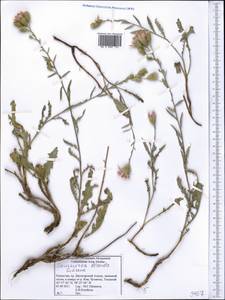 Соссюрея прелестная Schrenk, Средняя Азия и Казахстан, Джунгарский Алатау и Тарбагатай (M5) (Казахстан)