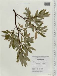 Ива лопарская L., Восточная Европа, Северный район (E1) (Россия)