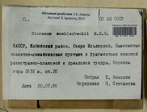 Dicranum spadiceum J.E. Zetterst., Гербарий мохообразных, Мхи - Якутия (B19) (Россия)
