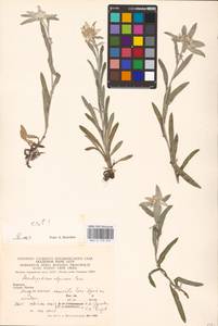 Leontopodium nivale subsp. alpinum (Cass.) Greuter, Восточная Европа, Западно-Украинский район (E13) (Украина)