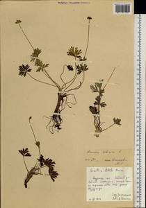 Anemonastrum narcissiflorum subsp. crinitum (Juz.) Raus, Сибирь, Дальний Восток (S6) (Россия)