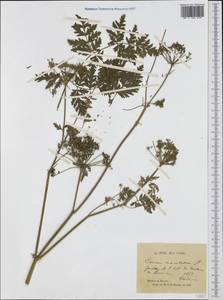 Болиголов крапчатый, Болиголов пятнистый L., Западная Европа (EUR) (Франция)