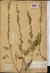 Полынь рассеченная Willd., Средняя Азия и Казахстан, Джунгарский Алатау и Тарбагатай (M5) (Казахстан)