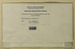 Abietinella abietina (Hedw.) M. Fleisch., Гербарий мохообразных, Мхи - Москва и Московская область (B6a) (Россия)