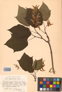 Клен зеленокорый Maxim., Сибирь, Дальний Восток (S6) (Россия)