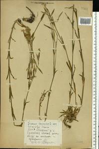 Гвоздика пышная L., Восточная Европа, Белоруссия (E3a) (Белоруссия)