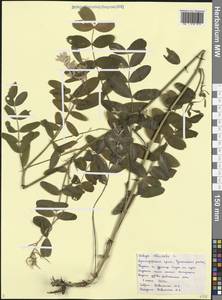 Козлятник лекарственный L., Кавказ, Черноморское побережье (от Новороссийска до Адлера) (K3) (Россия)