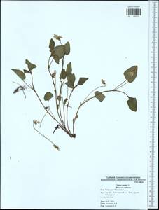 Фиалка собачья L., Восточная Европа, Центральный район (E4) (Россия)