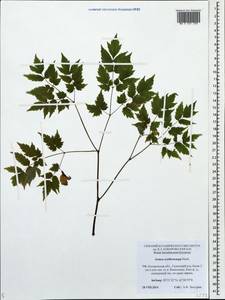 Actaea rubra subsp. rubra, Восточная Европа, Центральный лесной район (E5) (Россия)