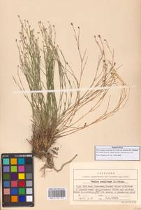 Petrorhagia saxifraga subsp. saxifraga, Кавказ, Грузия (K4) (Грузия)