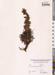 Мытник лисохвостый Steven ex Spreng., Сибирь, Якутия (S5) (Россия)