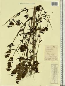 Rhinanthus serotinus var. vernalis (N. W. Zinger) Janch., Восточная Европа, Волжско-Камский район (E7) (Россия)