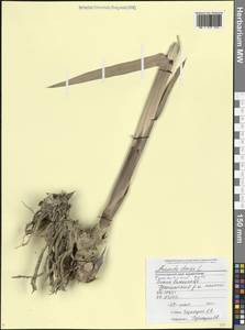 Арундо тростниковый L., Кавказ, Черноморское побережье (от Новороссийска до Адлера) (K3) (Россия)