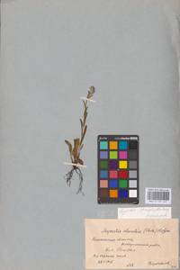 MHA 0 153 447, Myosotis alpestris subsp. suaveolens (Waldst. & Kit. ex Willd.) Strid, Восточная Европа, Центральный лесостепной район (E6) (Россия)