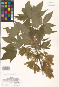 Клен ясенелистный, Клен американский L., Восточная Европа, Московская область и Москва (E4a) (Россия)