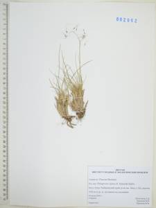 Ковылечек альпийский (F.Schmidt) Sipliv., Сибирь, Дальний Восток (S6) (Россия)