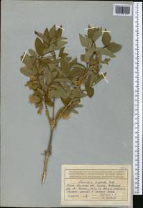 Жимолость щетинистая Pall. ex Schult., Средняя Азия и Казахстан, Северный и Центральный Тянь-Шань (M4) (Казахстан)