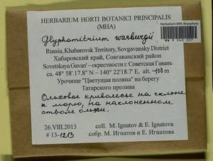Glyphomitrium humillimum (Mitt.) Cardot, Гербарий мохообразных, Мхи - Дальний Восток (без Чукотки и Камчатки) (B20) (Россия)