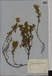 Chamaecytisus hirsutus subsp. polytrichus (M.Bieb.) Ponert, Западная Европа (EUR) (Болгария)