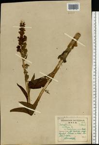 Чемерица Лобеля Bernh., Восточная Европа, Северный район (E1) (Россия)