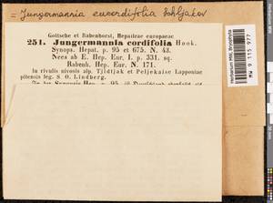 Jungermannia eucordifolia Schljakov, Гербарий мохообразных, Мхи - Западная Европа (BEu) (Швеция)