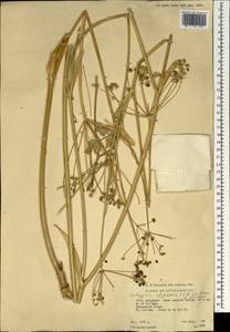Ladyginia afghanica (Gilli) M.G. Pimenov & E.V. Kljuykov, Зарубежная Азия (ASIA) (Афганистан)