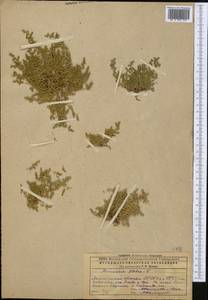 Грыжник голый L., Средняя Азия и Казахстан, Прикаспийский Устюрт и Северное Приаралье (M8) (Казахстан)