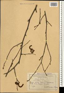 Corylus colurnoides C.K.Schneid., Кавказ, Грузия (K4) (Грузия)