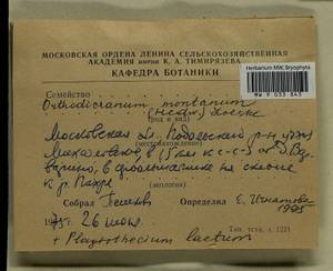Plagiothecium laetum Schimp., Гербарий мохообразных, Мхи - Москва и Московская область (B6a) (Россия)