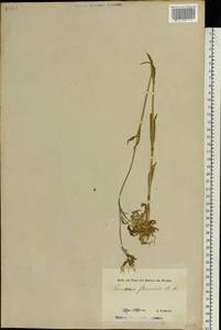 Горицвет кукушкин, кукушкин цвет (L.) Greuter & Burdet, Восточная Европа, Эстония (E2c) (Эстония)