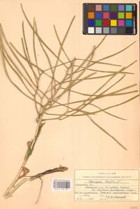 Вечерница печальная L., Восточная Европа, Северо-Украинский район (E11) (Украина)