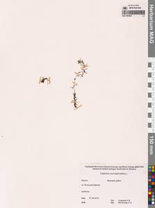 Болотник обоеполый L., Сибирь, Якутия (S5) (Россия)