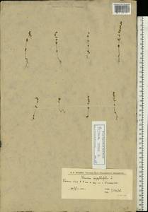 Вероника весенняя L., Восточная Европа, Нижневолжский район (E9) (Россия)