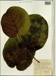 Фикус, Африка (AFR) (Эфиопия)