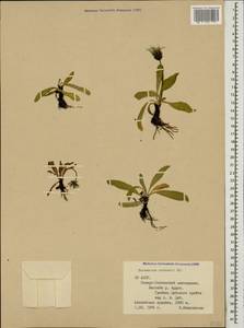 Одуванчик Стевена (Spreng.) DC., Кавказ, Северная Осетия, Ингушетия и Чечня (K1c) (Россия)