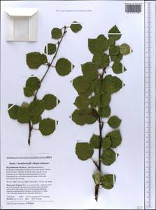 Betula pubescens var. kusmisscheffii (Regel) Gürke, Восточная Европа, Северный район (E1) (Россия)