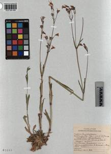 KUZ 004 486, Горицвет кукушкин, кукушкин цвет, Сибирь, Алтай и Саяны (S2) (Россия)